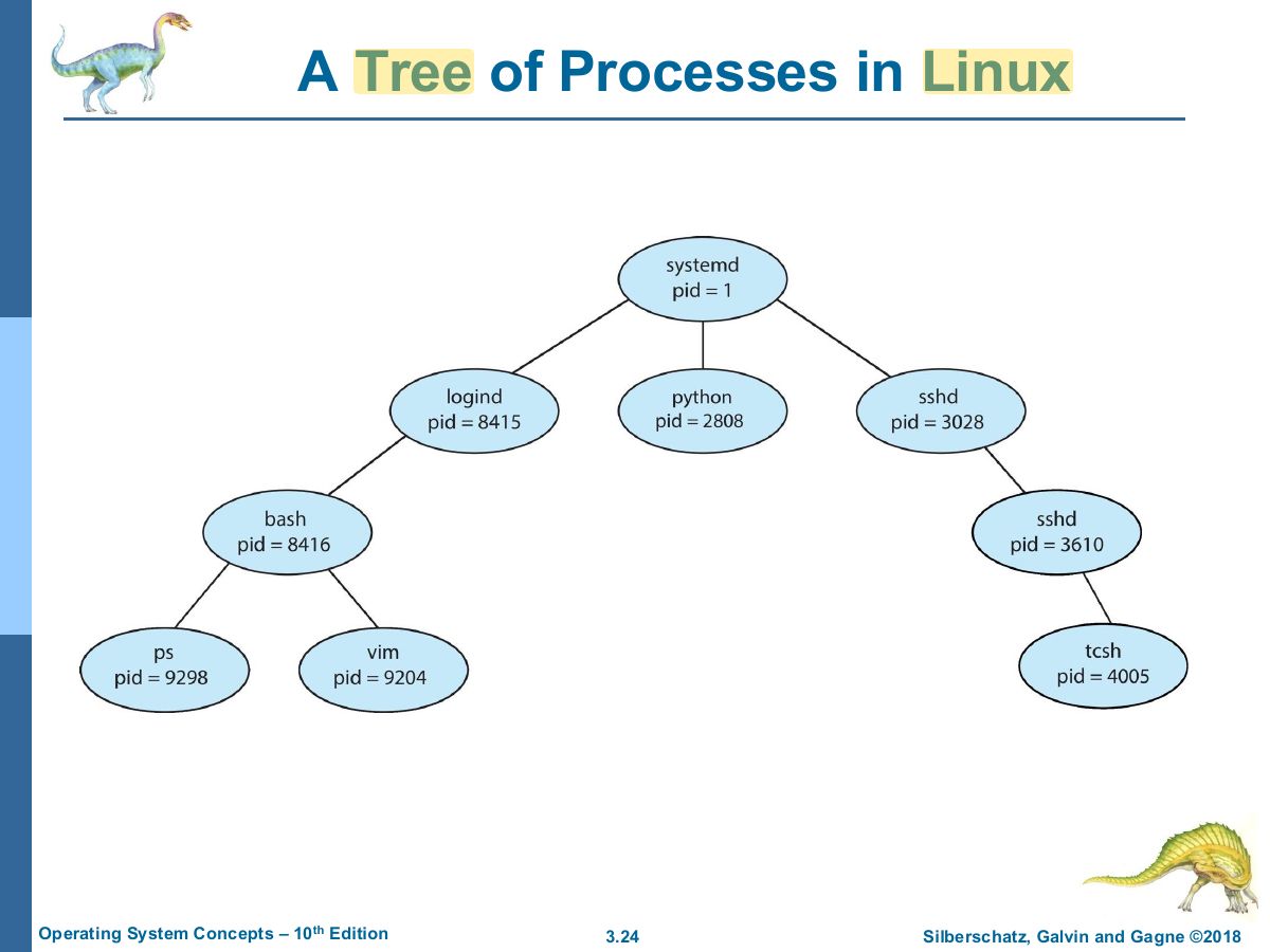Slide 24: A Tree of Processes in Linux