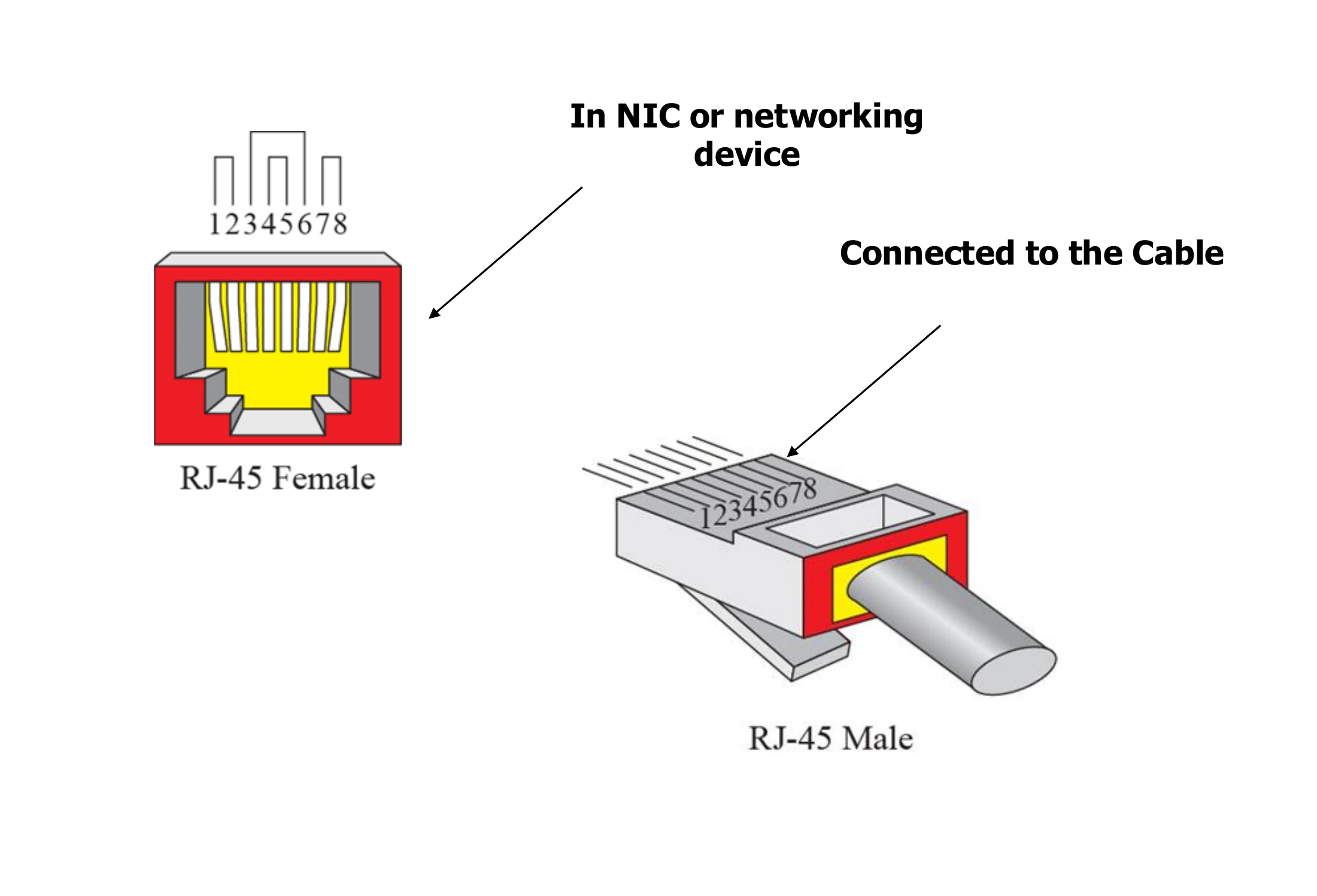 RJ-45 female socket in a NIC or networking device and RJ-45 male plug on the cable